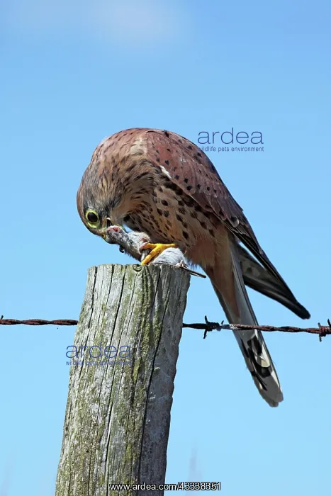 : Kestrel / Common Kestrel - male on fence post : Kestrel / Common Kestrel - male on fence post