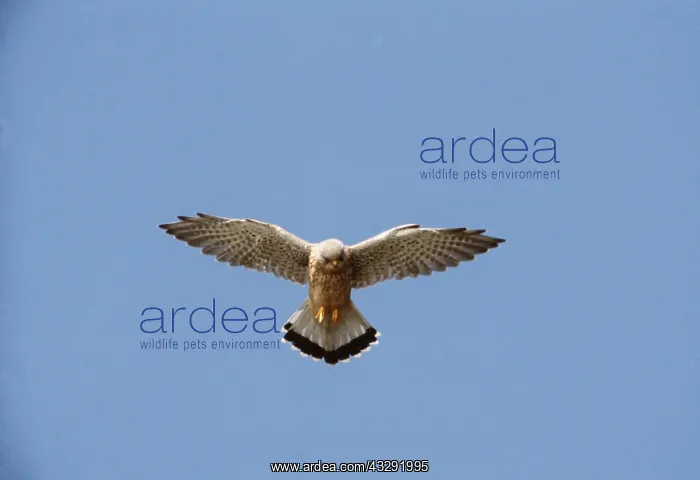 : Kestrel / Common Kestrel - male, in flight : Kestrel / Common Kestrel - male, in flight