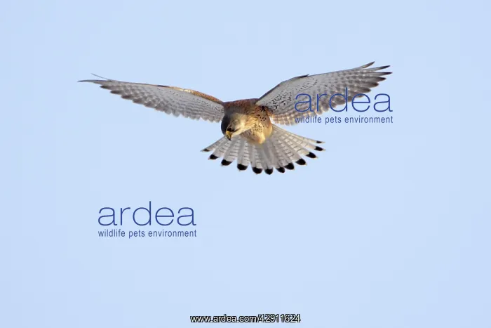 : Kestrel / Common Kestrel - male in flight, hovering : Kestrel / Common Kestrel - male in flight, hovering