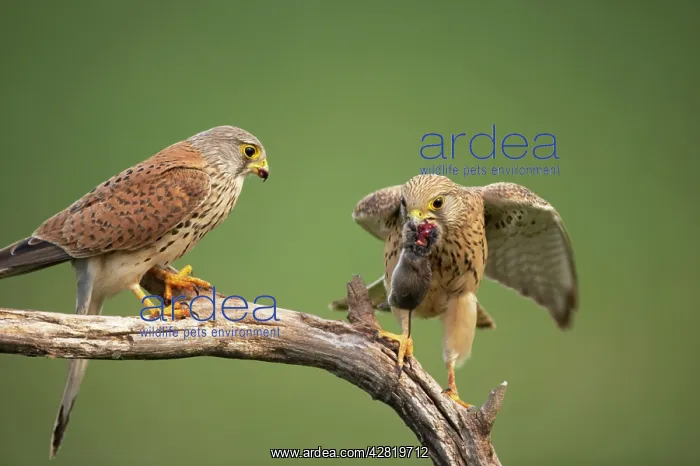: Kestrel / Common Kestrel - Male passing food to female : Kestrel / Common Kestrel - Male passing food to female