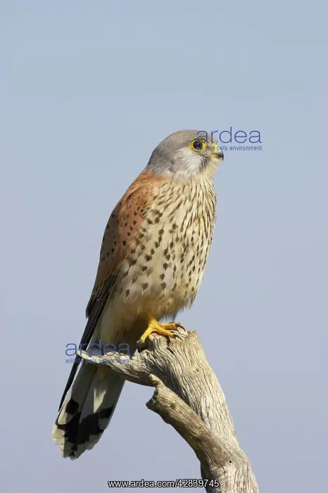  : Kestrel  /  Common Kestrel - Male on perch