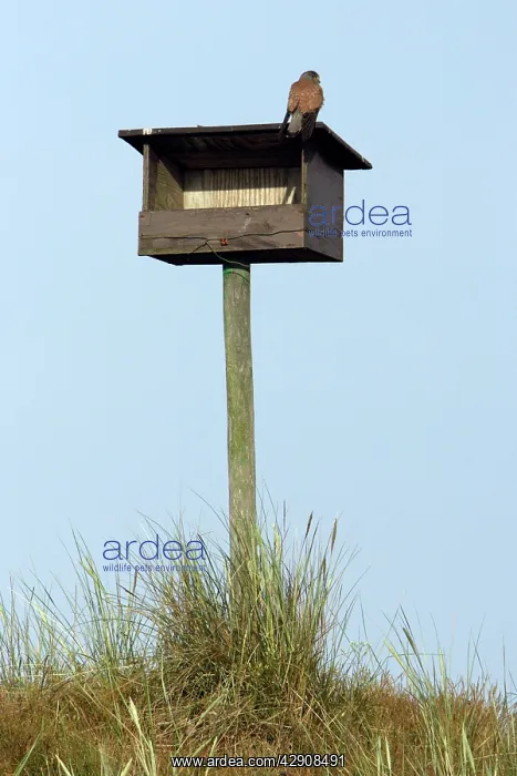 : Kestrel / Common Kestrel - Male sitting on nesting : Kestrel / Common Kestrel - Male sitting on nesting