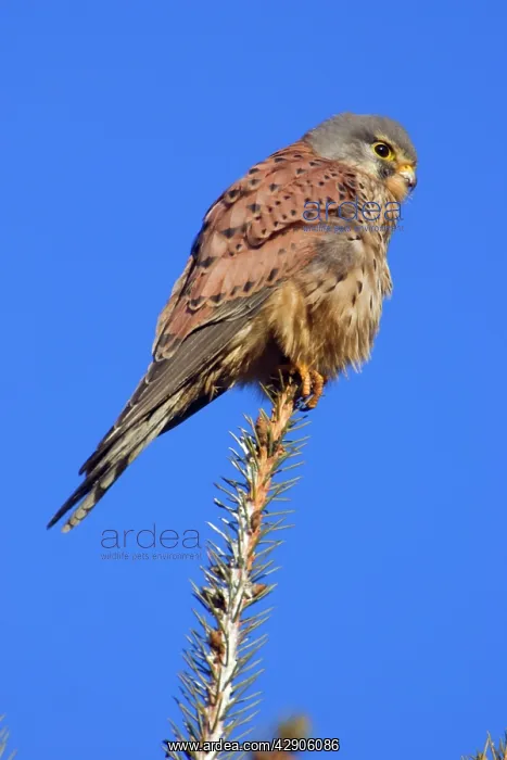: Kestrel / Common Kestrel - Male sitting on tree top : Kestrel / Common Kestrel - Male sitting on tree top