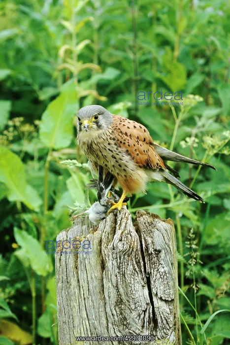 : Kestrel / Common Kestrel - male, with small bird prey : Kestrel / Common Kestrel - male, with small bird prey