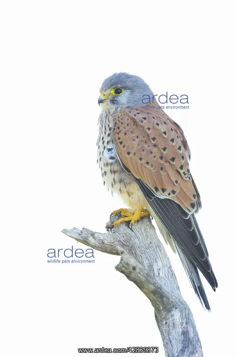 : Kestrel / Common Kestrel - Male against white sky : Kestrel / Common Kestrel - Male against white sky