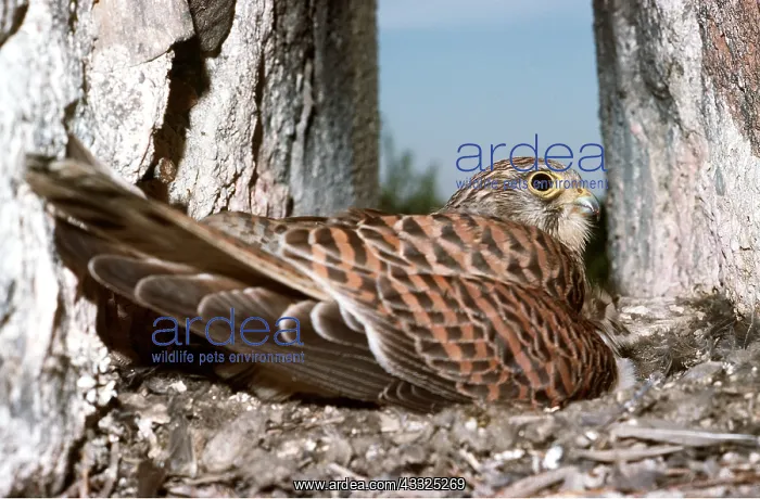 : Kestrel / Common Kestrel - AT NEST : Kestrel / Common Kestrel - AT NEST