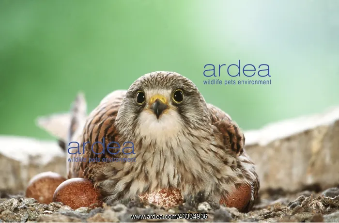: Kestrel / Common Kestrel - on nest with eggs : Kestrel / Common Kestrel - on nest with eggs
