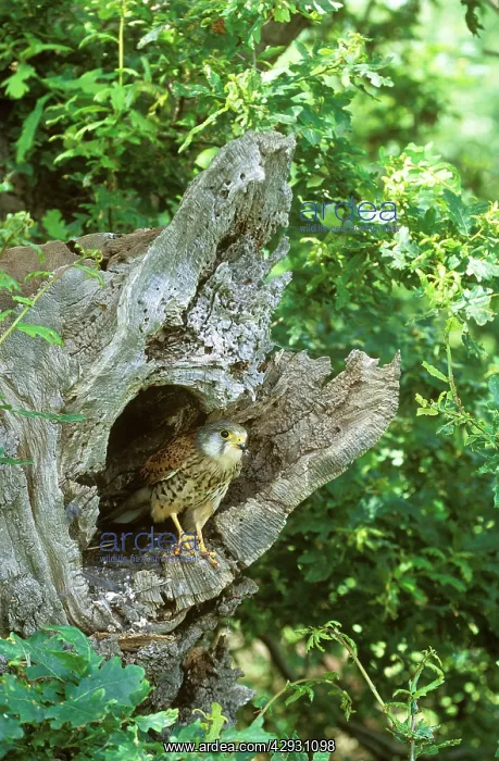 : Kestrel / Common Kestrel - at nest site : Kestrel / Common Kestrel - at nest site