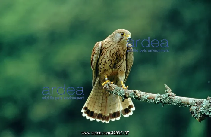 : Kestrel / Common Kestrel - perched on branch : Kestrel / Common Kestrel - perched on branch