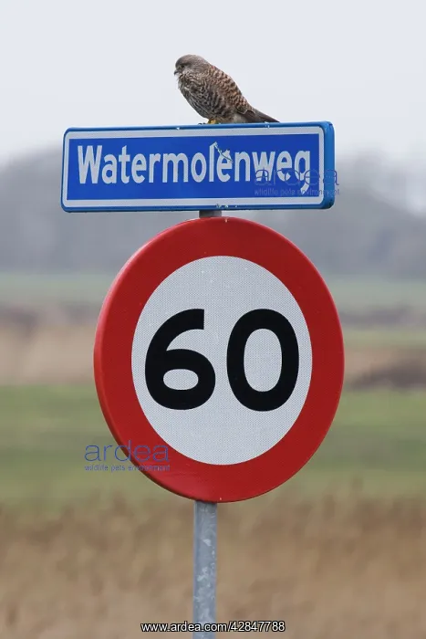: Kestrel / Common Kestrel - perched on traffic sign : Kestrel / Common Kestrel - perched on traffic sign
