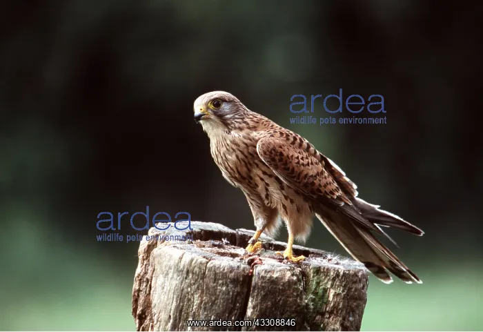 : Kestrel / Common Kestrel - perching on stump : Kestrel / Common Kestrel - perching on stump