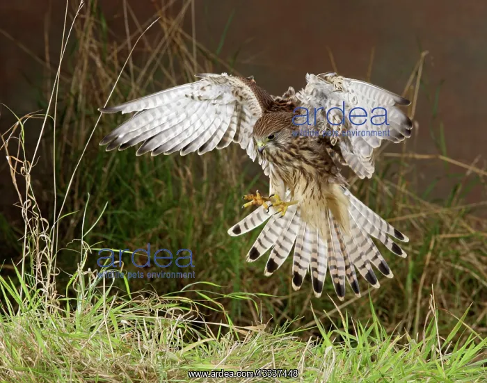 : Kestrel / Common Kestrel - pouncing on prey : Kestrel / Common Kestrel - pouncing on prey