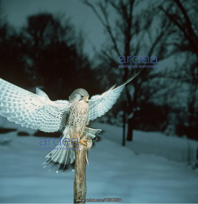 : Kestrel / Common Kestrel - with prey : Kestrel / Common Kestrel - with prey