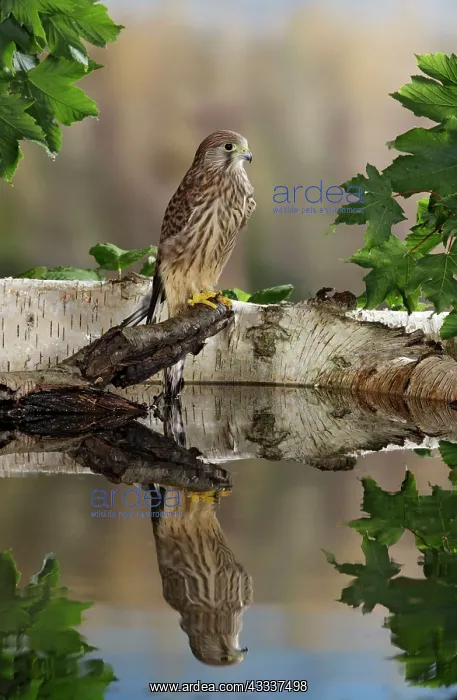 : Kestrel / Common Kestrel - with reflection : Kestrel / Common Kestrel - with reflection