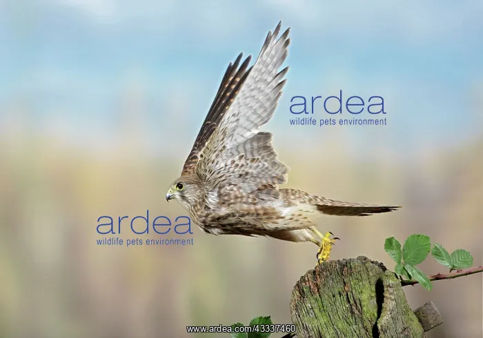 : Kestrel / Common Kestrel - takes off from gate post : Kestrel / Common Kestrel - takes off from gate post