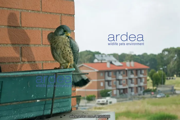 : Kestrel / Common Kestrel - on window box outside building : Kestrel / Common Kestrel - on window box outside building