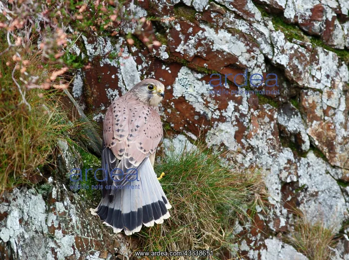 : Kestrel / Common Kestrel - young male on cliff : Kestrel / Common Kestrel - young male on cliff