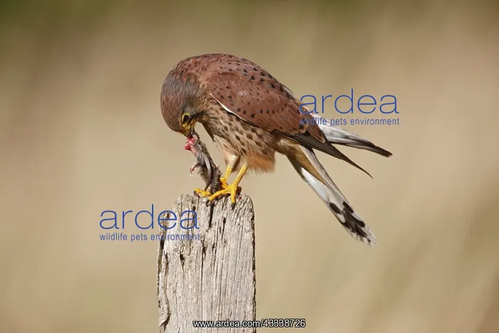 : Kestrel / Common Kestrel - young male feeding : Kestrel / Common Kestrel - young male feeding