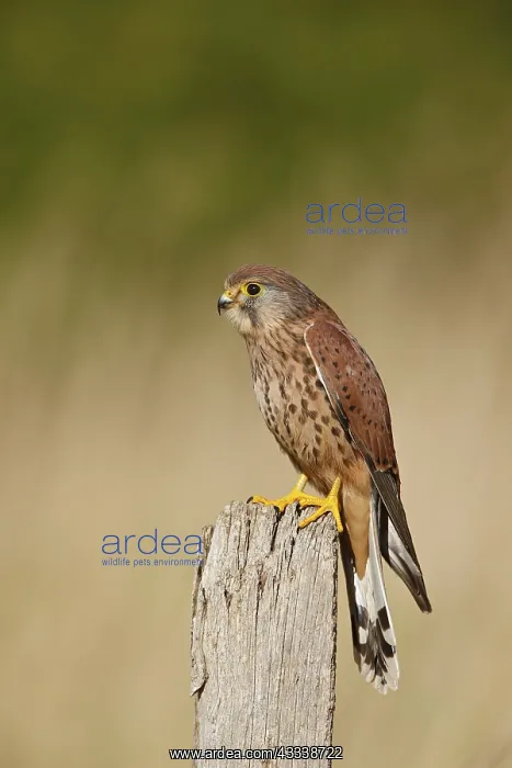: Kestrel / Common Kestrel - young male on fence post : Kestrel / Common Kestrel - young male on fence post