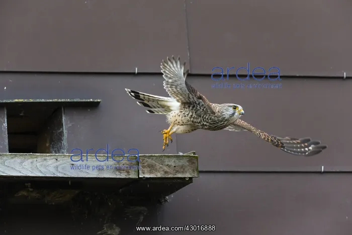 : Kestrel / Common Kestrel - young male flying away : Kestrel / Common Kestrel - young male flying away