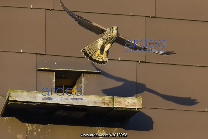 : Kestrel / Common Kestrel - young male flying away : Kestrel / Common Kestrel - young male flying away