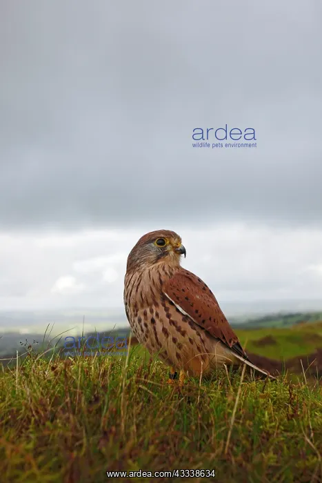 : Kestrel / Common Kestrel - young male on hillside : Kestrel / Common Kestrel - young male on hillside