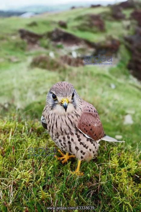 : Kestrel / Common Kestrel - young male on hillside : Kestrel / Common Kestrel - young male on hillside