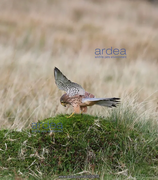 : Kestrel / Common Kestrel - young male landing in moorland : Kestrel / Common Kestrel - young male landing in moorland