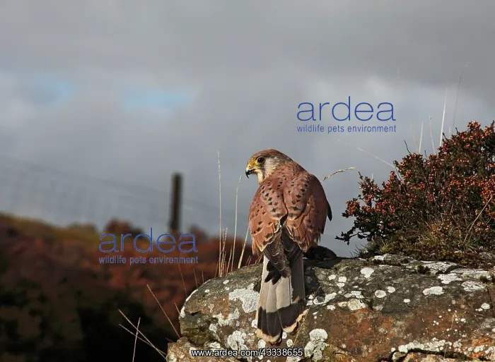 : Kestrel / Common Kestrel - young male on moorland rock : Kestrel / Common Kestrel - young male on moorland rock
