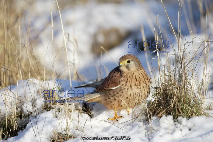 : Kestrel / Common Kestrel - young male - with mouse : Kestrel / Common Kestrel - young male - with mouse