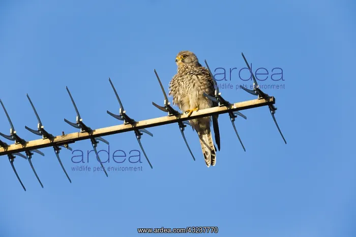 : Kestrel / Common Kestrel - young male perched on : Kestrel / Common Kestrel - young male perched on