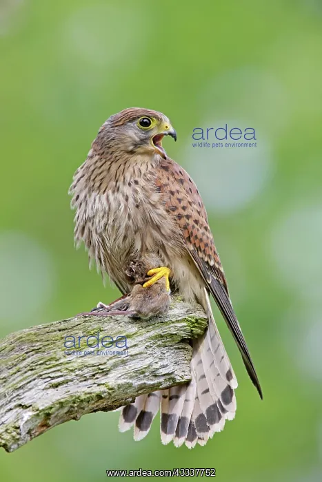 : Kestrel / Common Kestrel - young male with prey : Kestrel / Common Kestrel - young male with prey