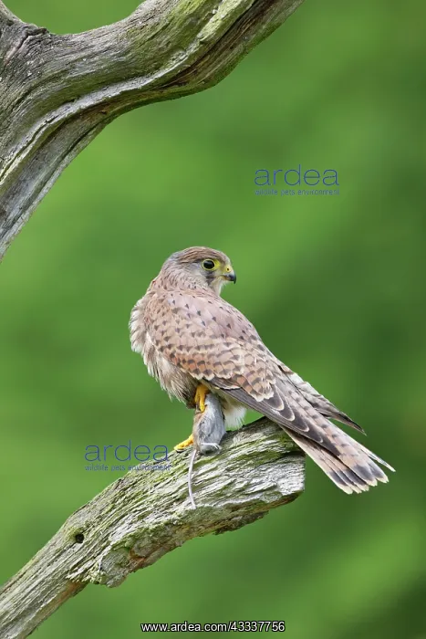 : Kestrel / Common Kestrel - young male with prey : Kestrel / Common Kestrel - young male with prey