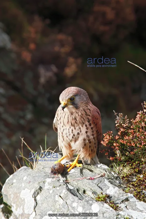 : Kestrel / Common Kestrel - young male on rock with prey : Kestrel / Common Kestrel - young male on rock with prey