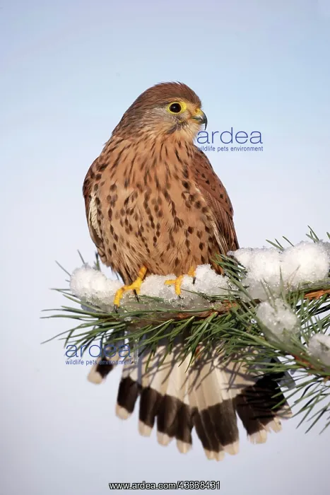 : Kestrel / Common Kestrel - young male on snowy fir branch : Kestrel / Common Kestrel - young male on snowy fir branch