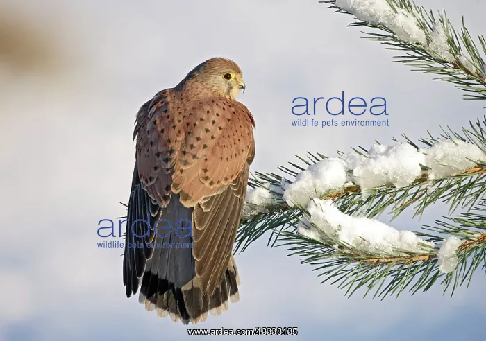 : Kestrel / Common Kestrel - young male on snowy fir branch : Kestrel / Common Kestrel - young male on snowy fir branch