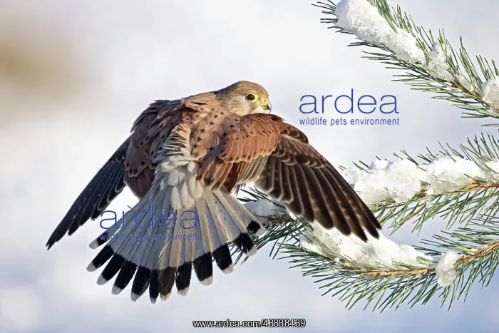 : Kestrel / Common Kestrel - young male on snowy fir branch : Kestrel / Common Kestrel - young male on snowy fir branch