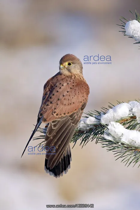 : Kestrel / Common Kestrel - young male on snowy fir branch : Kestrel / Common Kestrel - young male on snowy fir branch