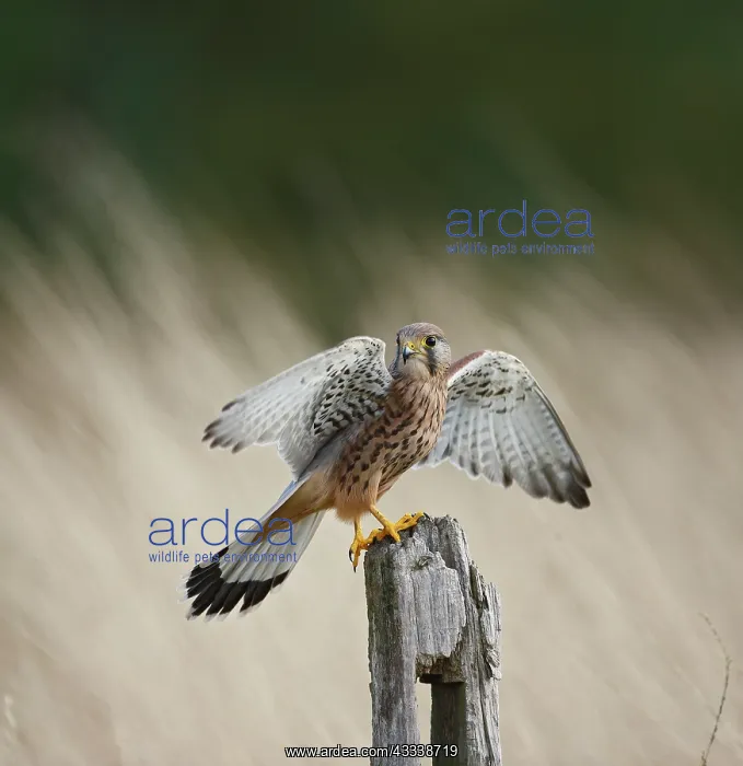 : Kestrel / Common Kestrel - young male takes off : Kestrel / Common Kestrel - young male takes off