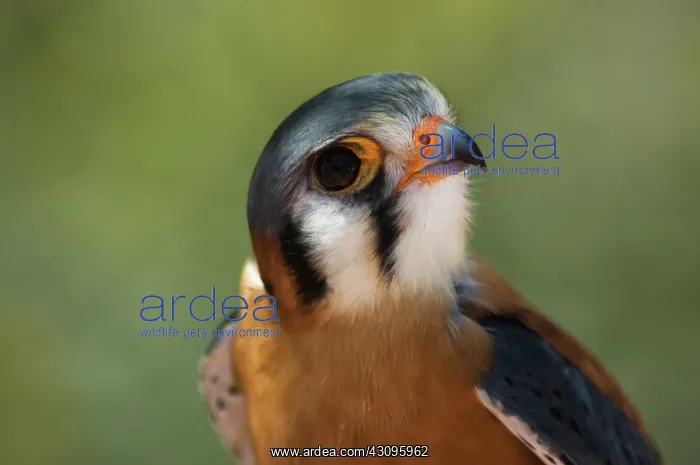  : Kestrel (Falco sparverius)
