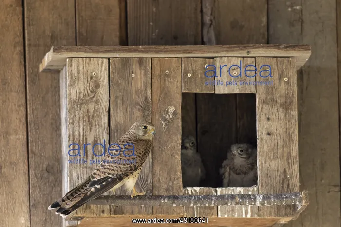 : Kestrel (Falco tinnunculus) female and young birds at the incubator : Kestrel (Falco tinnunculus) female and young birds at the incubator