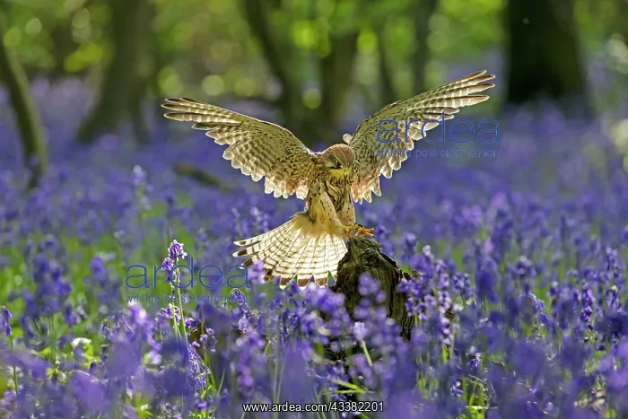: Kestrel (Falco tinnunculus) flying through a bluebell (Hyaci : Kestrel (Falco tinnunculus) flying through a bluebell (Hyaci