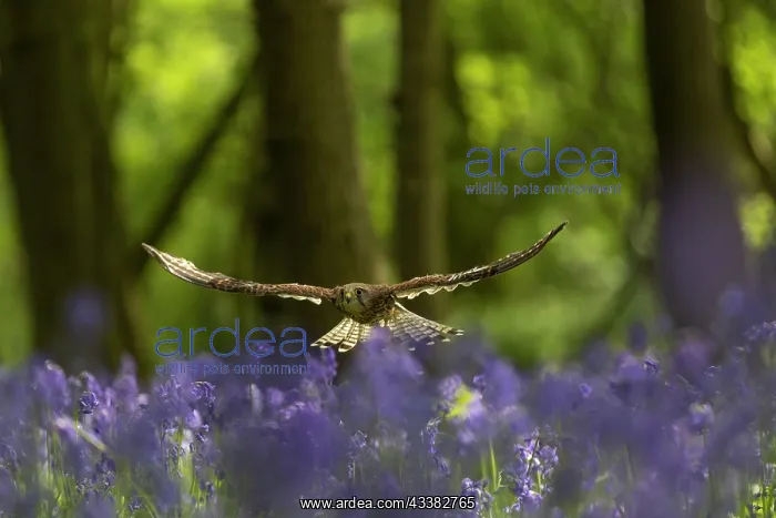 : Kestrel (Falco tinnunculus) flying through a bluebell (Hyaci : Kestrel (Falco tinnunculus) flying through a bluebell (Hyaci
