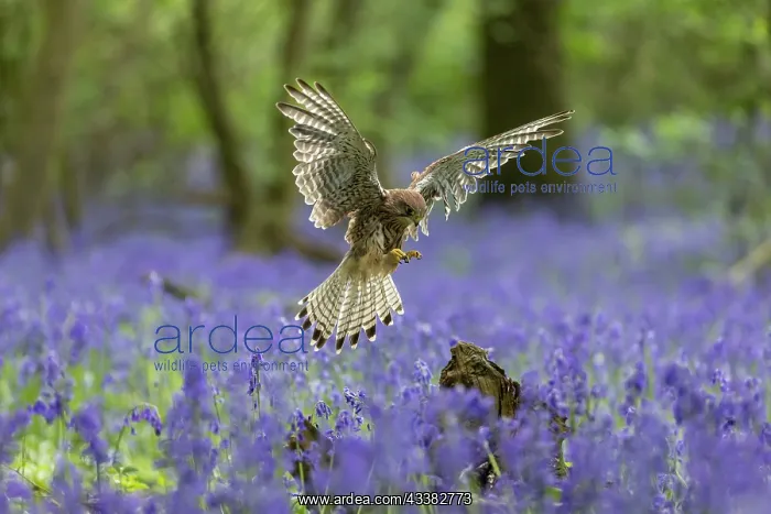 : Kestrel (Falco tinnunculus) flying through a bluebell (Hyaci : Kestrel (Falco tinnunculus) flying through a bluebell (Hyaci