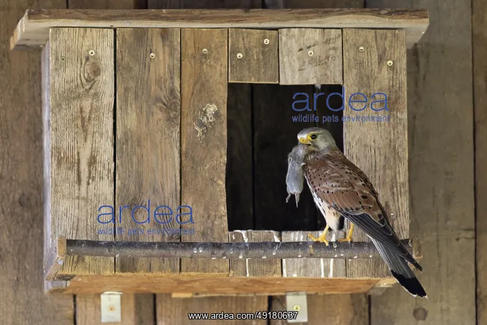 : Kestrel (Falco tinnunculus) male with captured mouse for the young : Kestrel (Falco tinnunculus) male with captured mouse for the young