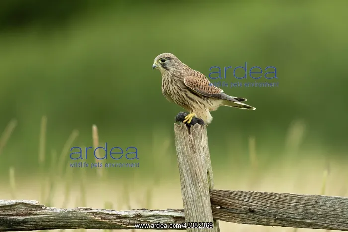 : Kestrel (Falco tinnunculus) with prey on a post : Kestrel (Falco tinnunculus) with prey on a post