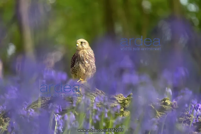  : Kestrel (Falco tinnunculus) sitting in a bluebell (Hyacintho