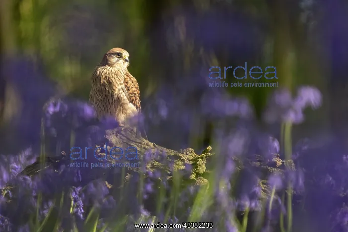 : Kestrel (Falco tinnunculus) sitting in a bluebell (Hyacintho : Kestrel (Falco tinnunculus) sitting in a bluebell (Hyacintho