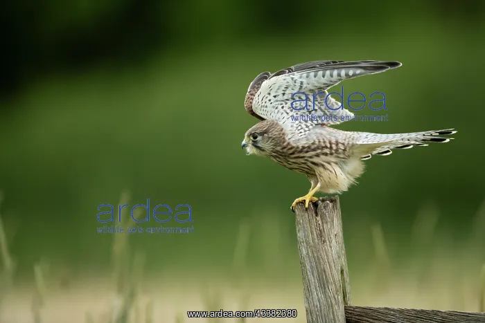 : Kestrel (Falco tinnunculus) taking off from a post : Kestrel (Falco tinnunculus) taking off from a post