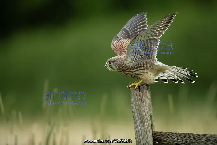 : Kestrel (Falco tinnunculus) taking off from a post : Kestrel (Falco tinnunculus) taking off from a post